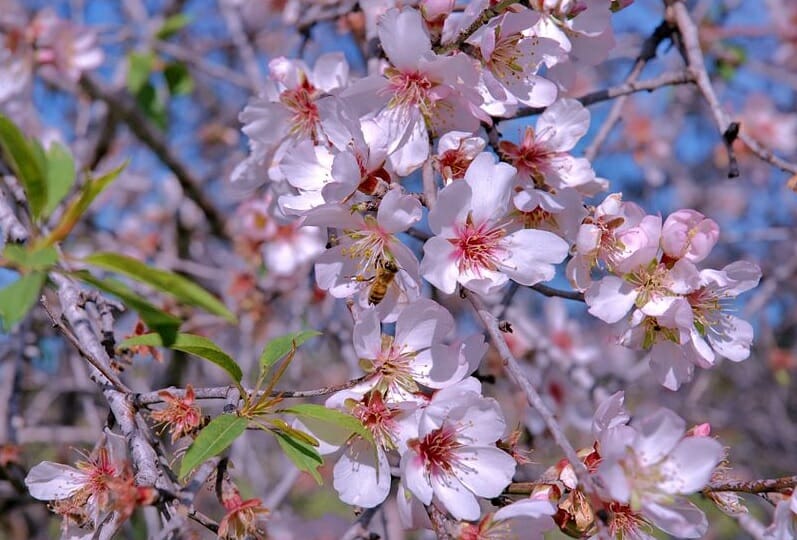תפילה חדשה למולד חודש שבט מפי הגה"צ הרב אליעזר ברלנד שליט"א – "אם היו אומרים שירה על מפלת סיחון ועג מיד היתה מתעוררת רוחו של משיח"
