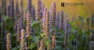 "עַל יְדֵי אֵזוֹב שֶׁהוּא שָׁפָל שֶׁבָּאִילָנוֹת גָּאַל אֶת יִשְׂרָאֵל" - פרשת בא מאת הגה"צ הרב אליעזר ברלנד שליט"א