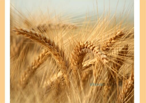 תפילה למולד חודש אייר תשפ"ב – הגה"צ הרב אליעזר ברלנד שליט"א